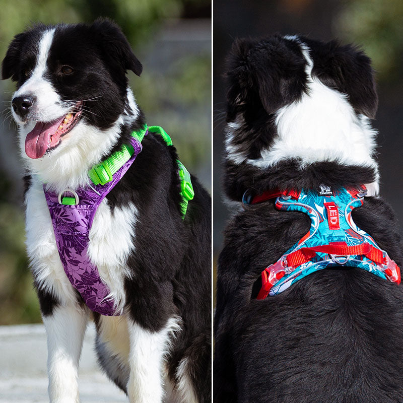 Dog Harnesses for Australian Shepherds