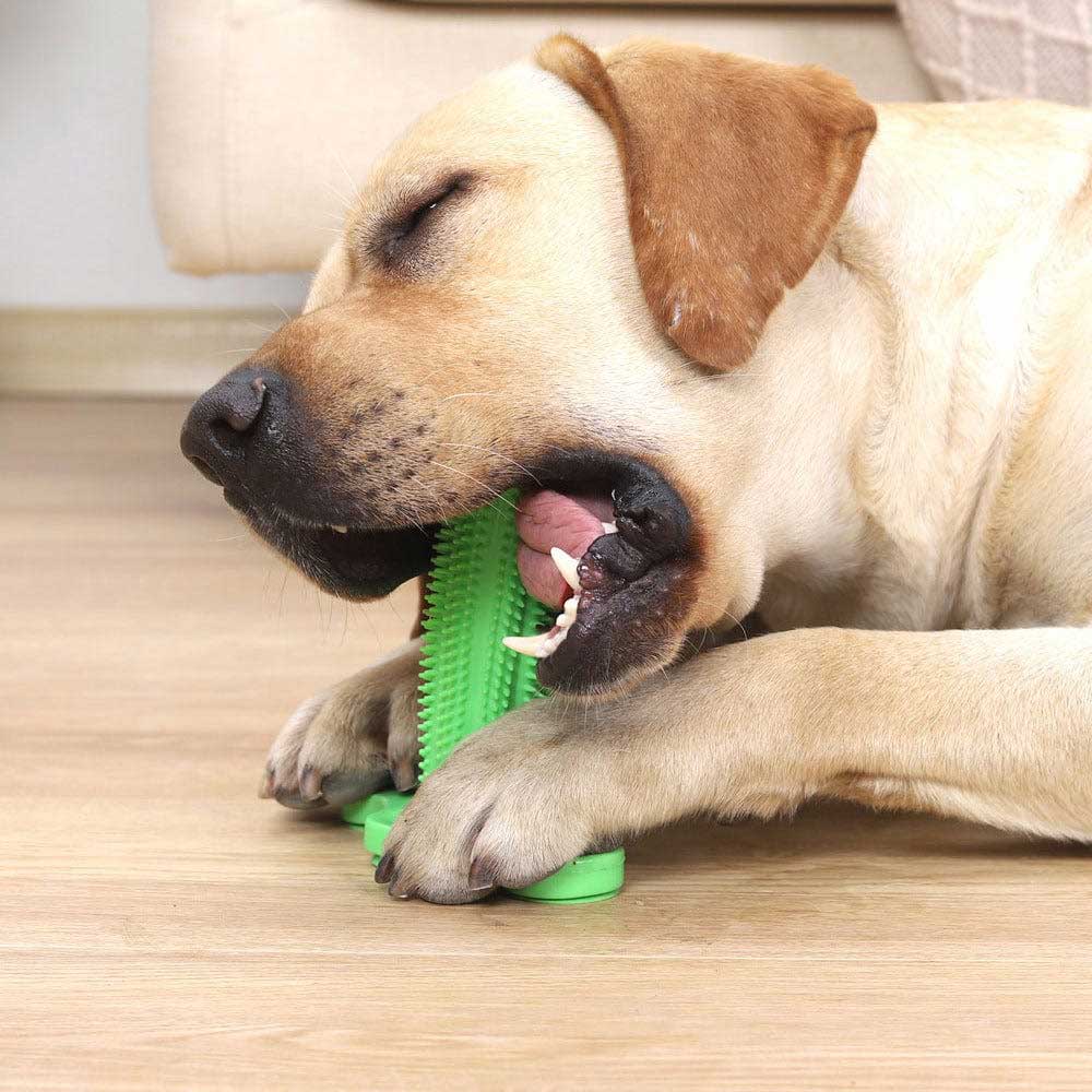 Dog Enjoying with Tooth Brush